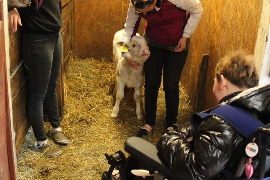 10 – Uczestniczka głaskająca cielaka na tle stajni.