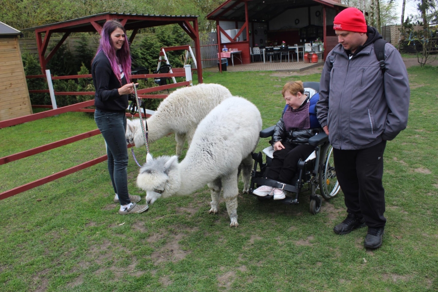 2 – Pracownik farmy prezentujący Uczestnikom alpaki.