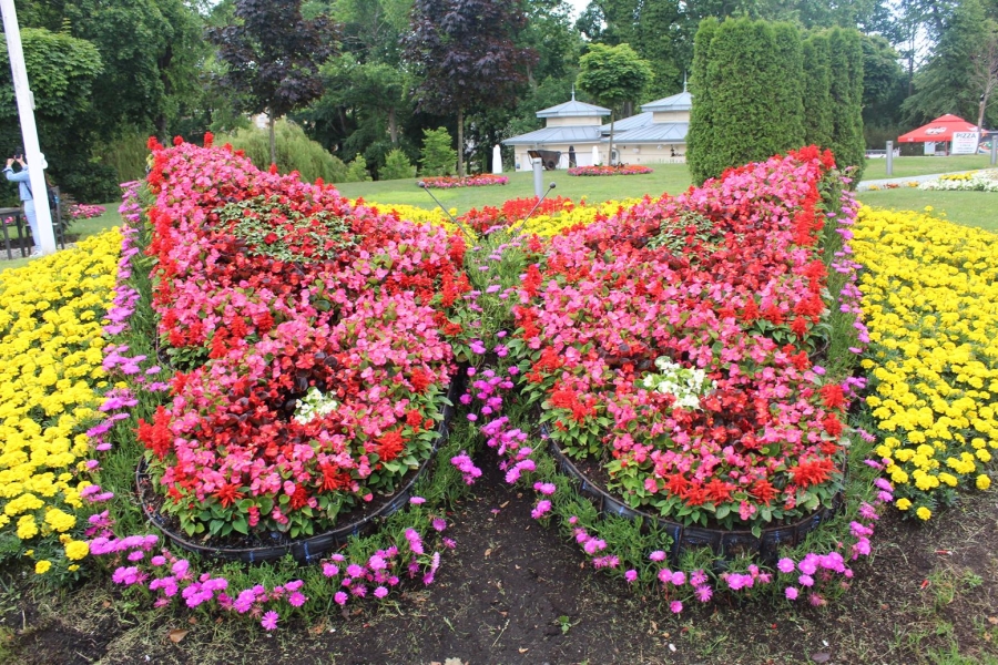 5.Czerwony motyl z kwiatów na tle żółtych
