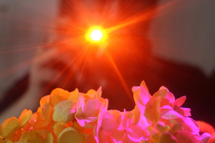 3.Pomarańczowe światło oświetlające kwiaty