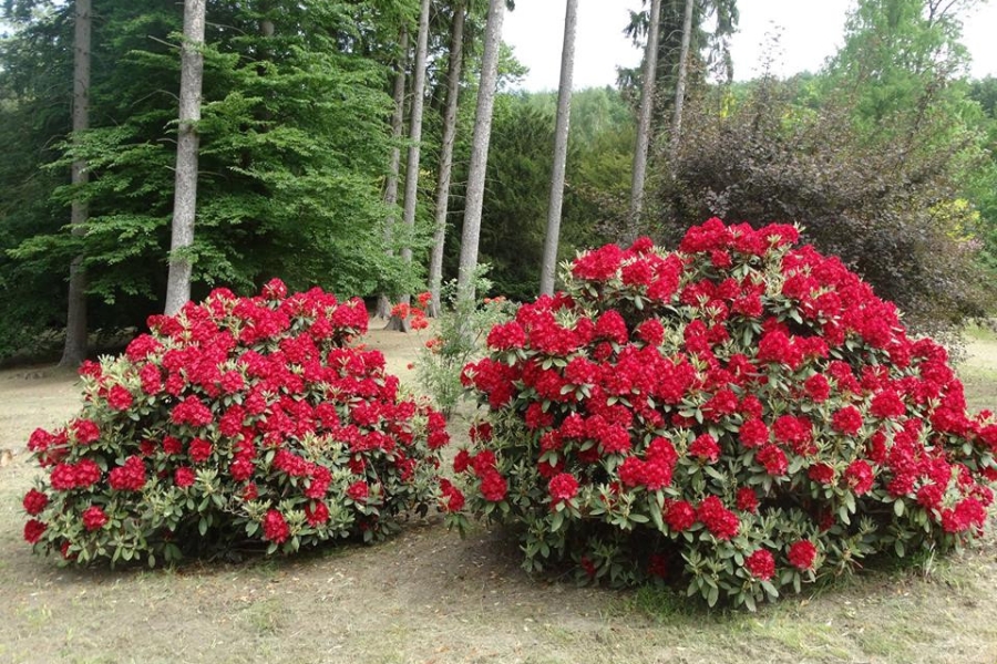 Zdjęcie czerwonych kwiatów na tle lasu