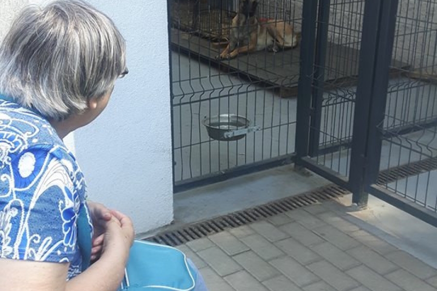 Uczestniczka na wózku inwalidzkim przyglądająca się psu w kojcu