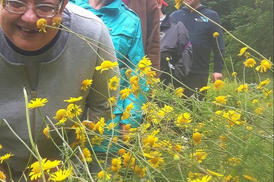 Uczestnicy przyglądają się polnym kwiatom koloru żółtego.