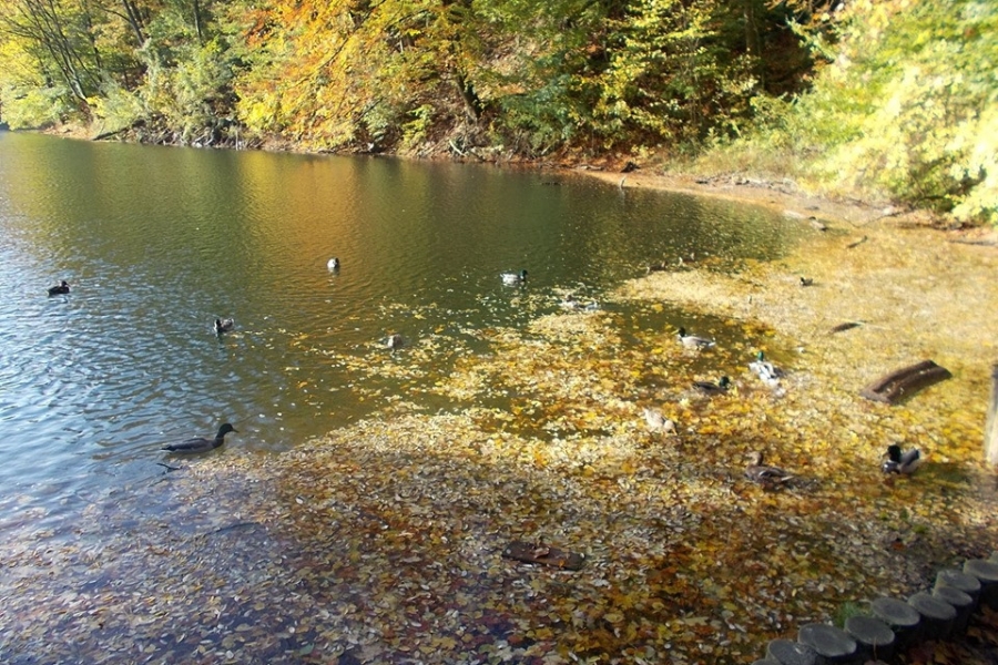 Kaczki pływające w jeziorze szmaragdowym